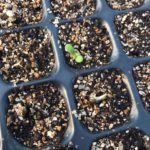 germinazione